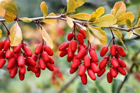 Berberine
