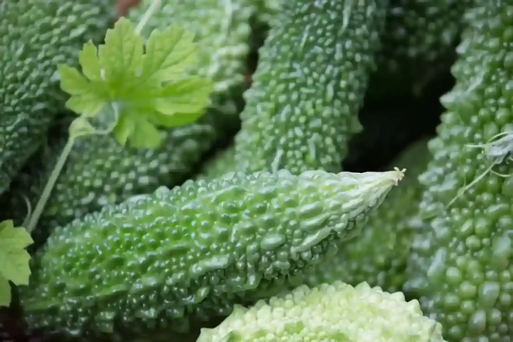 Bitter Melon
