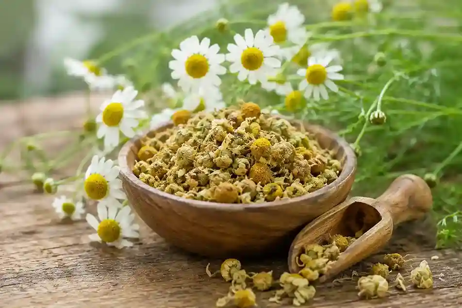 Chamomile Extract