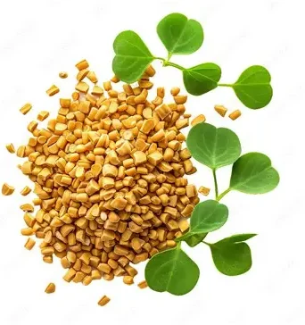 Fenugreek