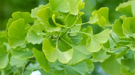 Ginkgo Biloba
