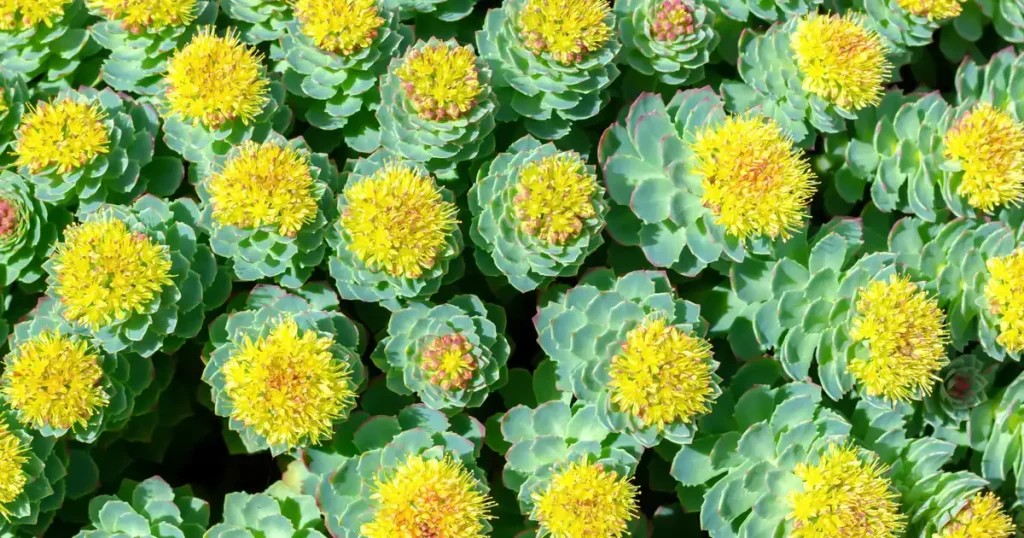 Rhodiola Rosea