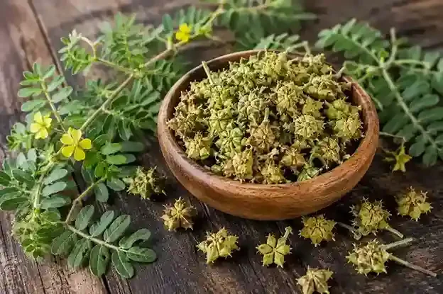 Tribulus terrestris