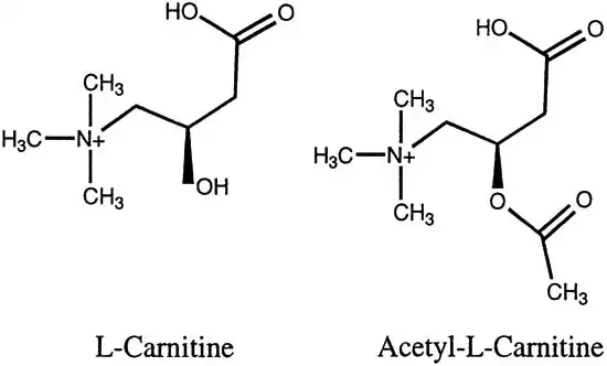 Acetyl L Carnitine