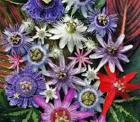 Passon flower