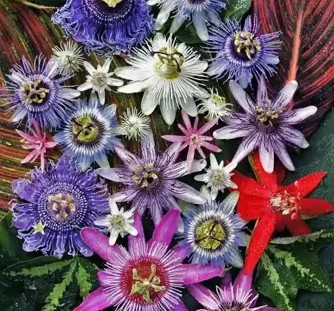 Passon flower