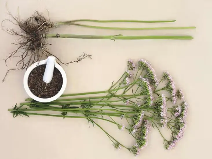 Valerian Root
