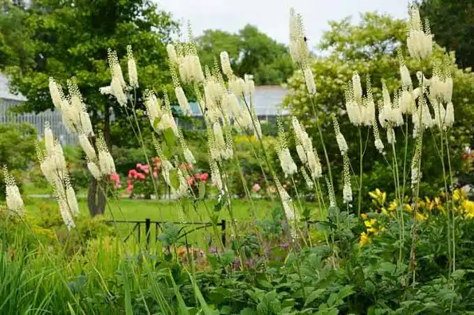 black cohosh