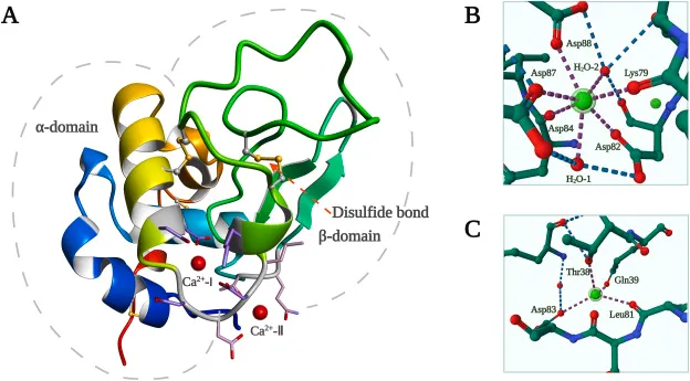 lacatalbumin
