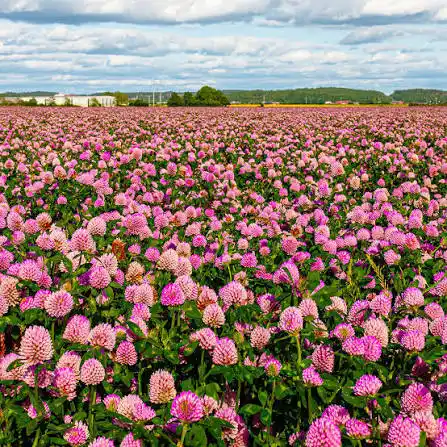 red clover